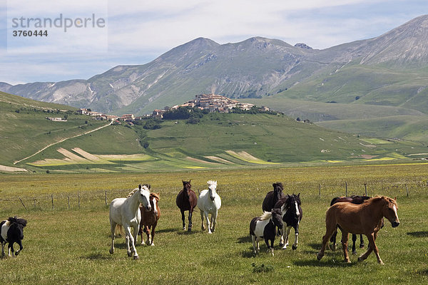 Pferde  Monti Sibillini Nationalpark bei Castelluccio  Umbrien  Italien  Europa
