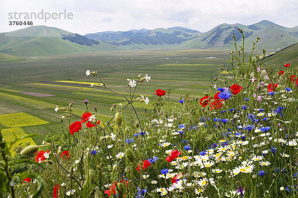 Blumenwiese  Piano Grande  Monti Sibillini Nationalpark bei Castelluccio  Umbrien  Italien  Europa