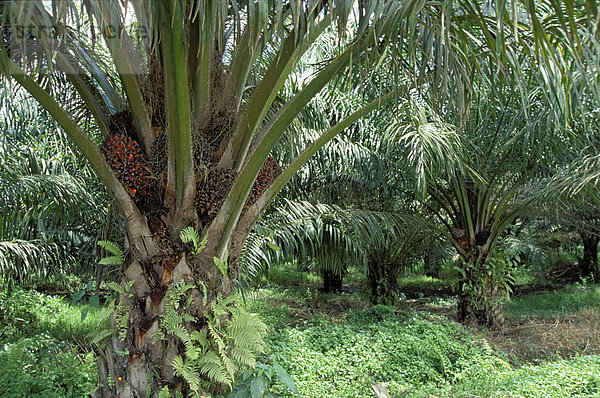 Afrikanische Ölpalme (Elaeis guineensis)  Fruchtstände  Borneo  Südostasien  Asien
