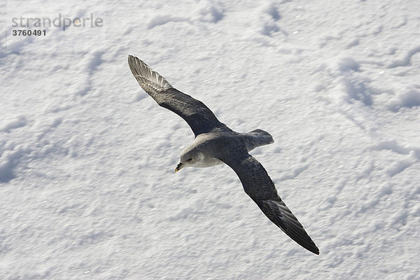 Eissturmvogel (Fulmarus glacialis)  Spitzbergen  Norwegen  Europa
