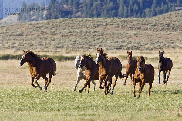 Pferde im Wilden Westen galoppieren  Oregon  USA