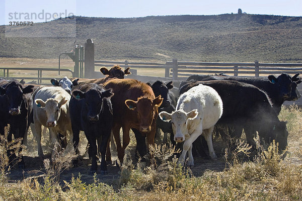 Rinder auf Farm  Oregon  USA