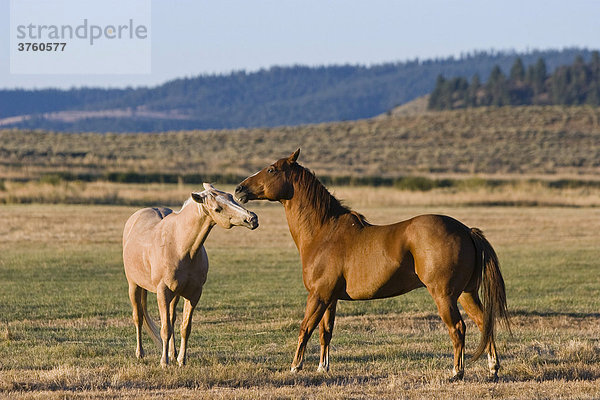 Pferde im Wilden Westen Oregon USA