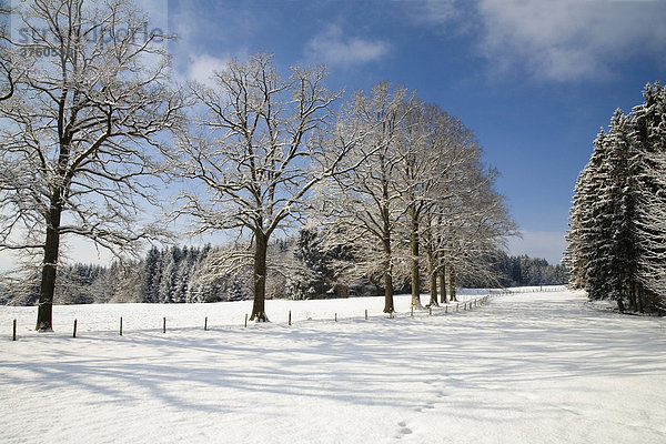Winterlandschaft  Oberbayern  Deutschland