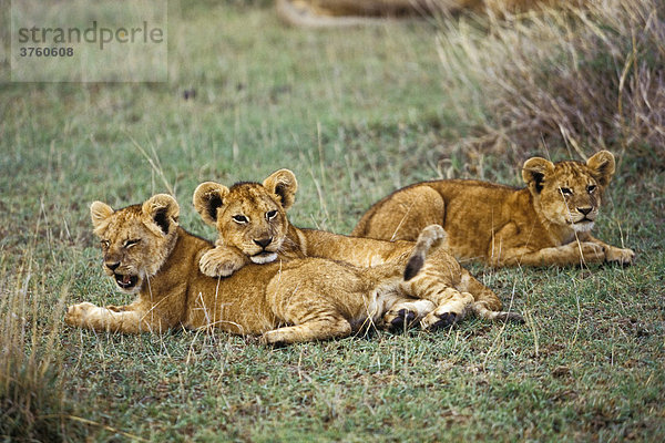 Junge Afrikanische Löwen  Panthera leo  Serengeti  Tansania  Ostafrika