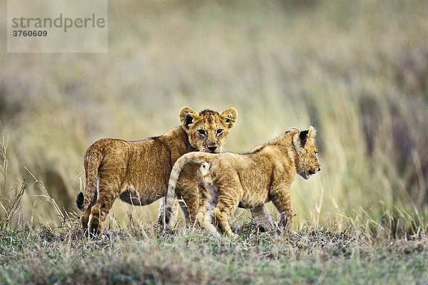 Junge Afrikanische Löwen  Panthera leo  Serengeti  Tansania  Ostafrika
