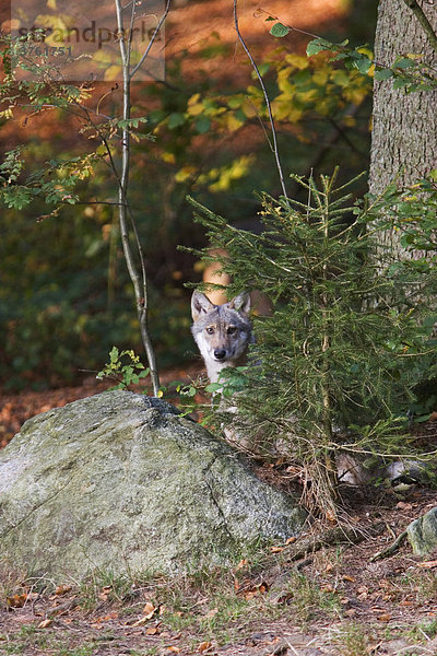 Junger Wolf (Canis lupus)  Tierfreigelände Nationalpark Bayerischer Wald  Bayern  Deutschland