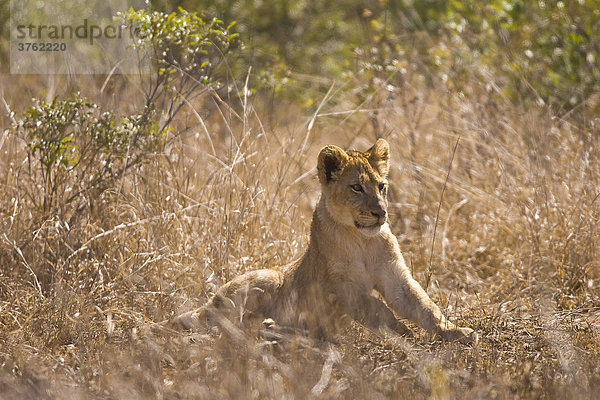 Junger Löwe (Panthera leo)  Kruger-Nationalpark  Südafrika  Afrika