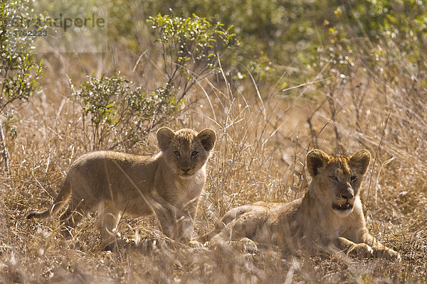 Junger Löwen (Panthera leo)  Kruger-Nationalpark  Südafrika  Afrika