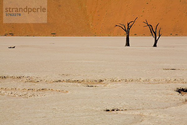 Vertrocknete Bäume im Deadvlei Namibia  Afrika