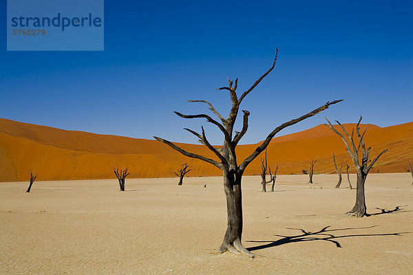 Vertrocknete Bäume im Deadvlei Namibia  Afrika