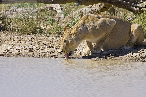 Löwin (Panthera leo) trinkt am Wasserloch  Südafrika  Afrika