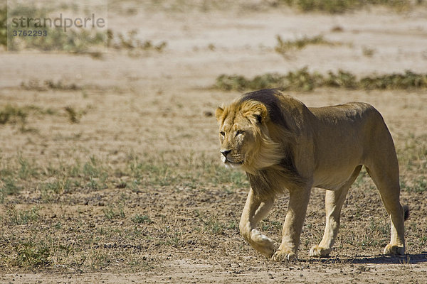 Löwe (Panthera leo) in der Kalahari  Südafrika  Afrika