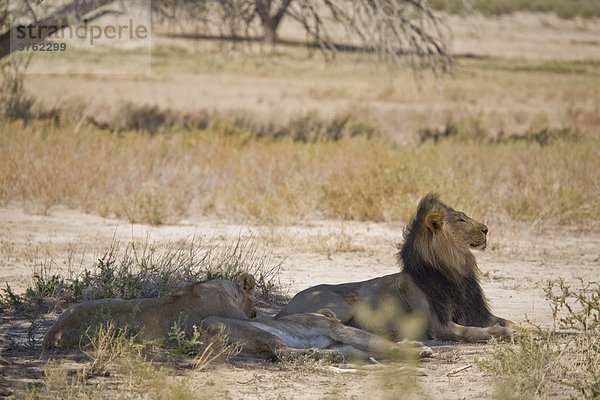 Ein Rudel Löwen (Panthera leo)  Kalahari  Südafrika  Afrika