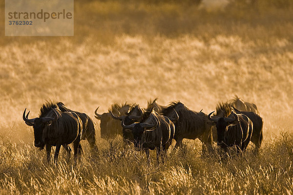 Eine Herde Gnus (Connochaetes) im Sonnenuntergang  Südafrika  Afrika