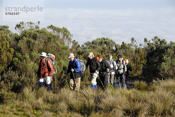 Trekkinggruppe mit einheimischen Führer auf Pfad in Heidelandschaft Mount Kenia Nationalpark Kenia