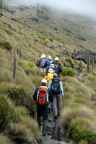 Trekkinggruppe auf Pfad in Moorlandschaft Mount Kenia Nationalpark Kenia