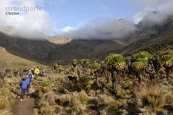 Trekkinggruppe auf Pfad zwischen endemischem Riesen-Greiskraut (Senecio keniodendron) vor wolkenumrankten Gipfeln Mount Kenia Nationalpark Kenia