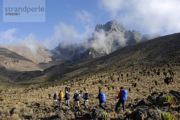 Trekkinggruppe auf Pfad in Gebirgslandschaft mit endemischem Riesen-Greiskraut (Senecio keniodendron) vor Gipfel Batian (5199 m) Mount Kenia Nationalpark Kenia