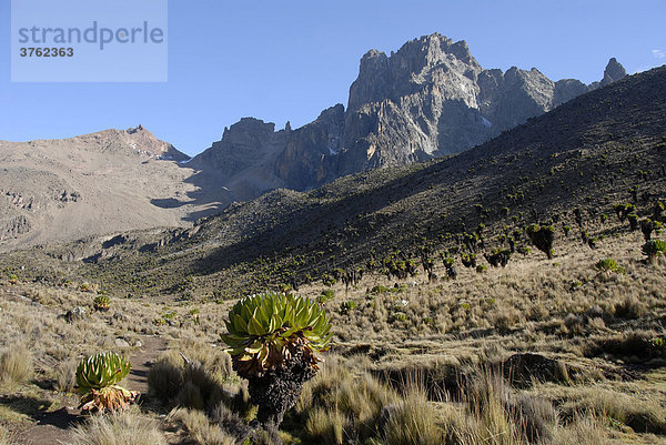 Gebirgslandschaft mit endemischem Riesen-Greiskraut (Senecio keniodendron) vor felsigem Gipfel Batian (5199 m) und Point Lenana (4985 m) Mount Kenia Nationalpark Kenia