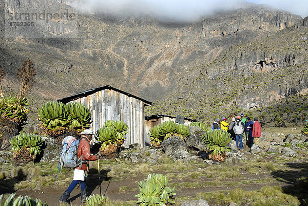 Einheimischer Führer wandert ins Shipton's Camp (4200 m) mit endemischem Riesen-Greiskraut (Senecio keniodendron) Mount Kenia Nationalpark Kenia