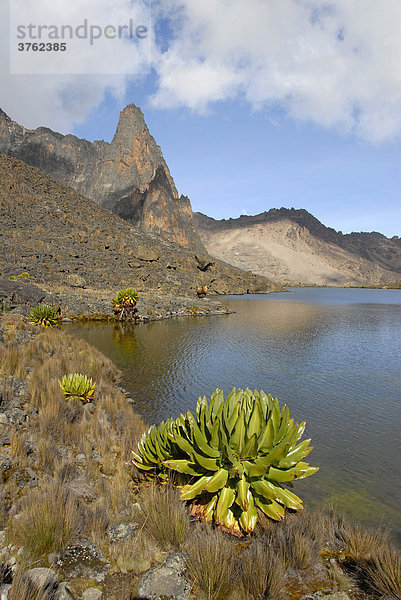 Endemisches Riesen-Greiskraut (Senecio keniodendron) am Hut Tarn See vor Point John (4883 m) Mount Kenia Nationalpark Kenia