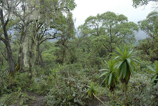 Dichter Dschungel Gebirgs-Nebelwald Mount Kenia Nationalpark Kenia