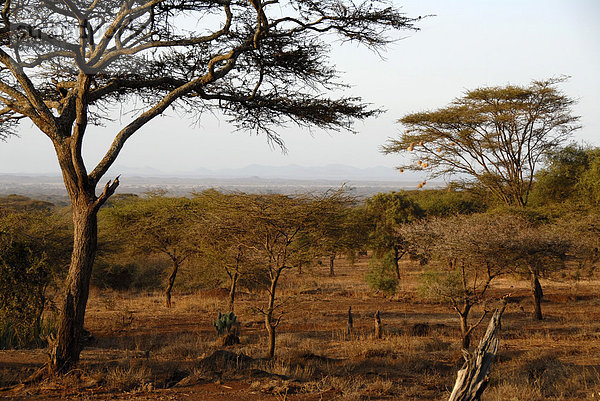 Akazien in der Savanne Amboseli National Park Kenia