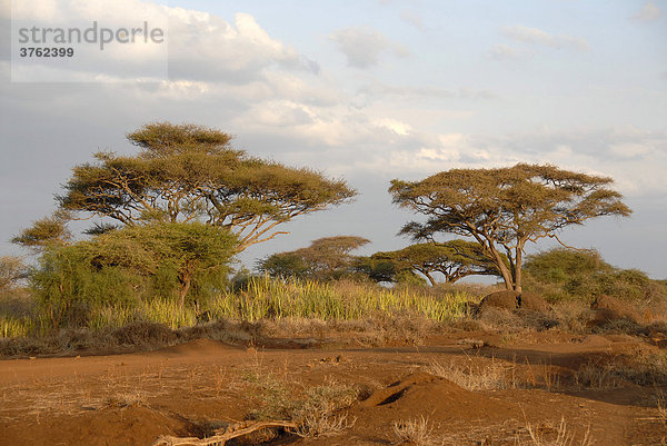 Schirmakazien in der Savanne Amboseli National Park Kenia