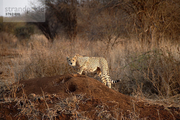 Gepard bereit zum Sprung in der Savanne Amboseli National Park Kenia