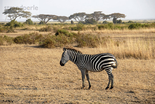 Zebra mit Schirmakazien in der Savanne Amboseli National Park Kenia