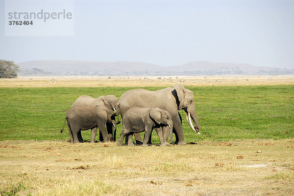 Elefanten klein und groß Amboseli National Park Kenia