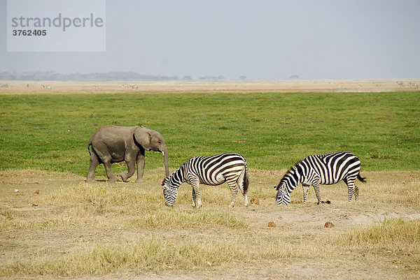 Kleiner Elefant mit zwei Zebras Amboseli National Park Kenia