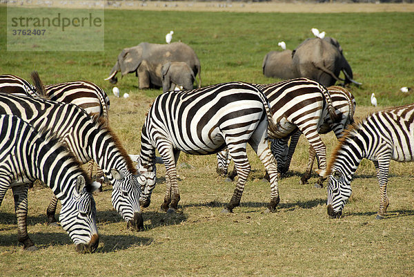 Zebras und Elefanten grasen Amboseli National Park Kenia
