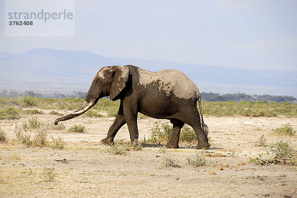 Großer Elefant Amboseli National Park Kenia