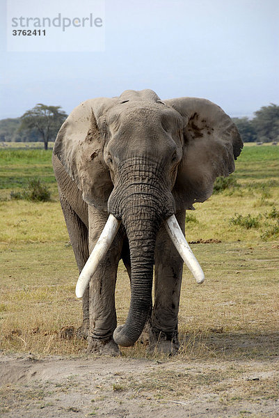 Großer Elefant mit großen Stoßzähnen Amboseli National Park Kenia