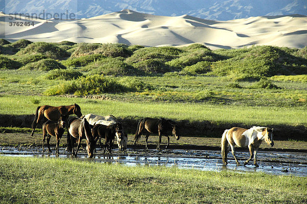 Pferde im Fluß vor Düne in der Wüste Gobi Khongoryn Els Gurvan Saikhan Nationalpark Mongolei