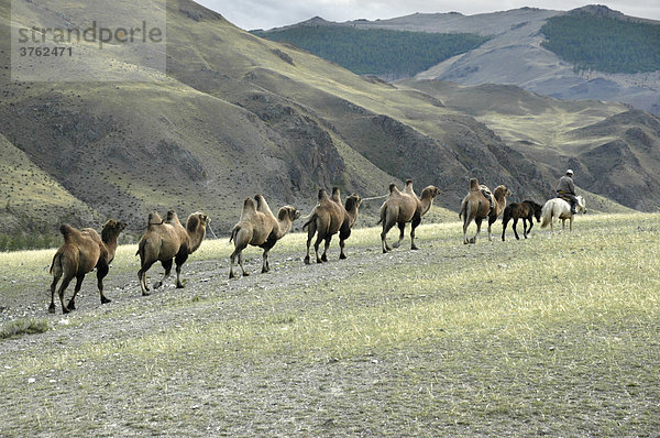 Baktrische Kamele Kamelkarawane in der Steppe Kharkhiraa Mongolischer Altai bei Ulaangom Uvs Aimag Mongolei