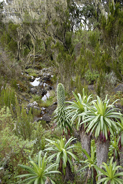 Urwald mit Heide (Erica) Lobelien und Senecien Marangu Route Kilimandscharo Tansania