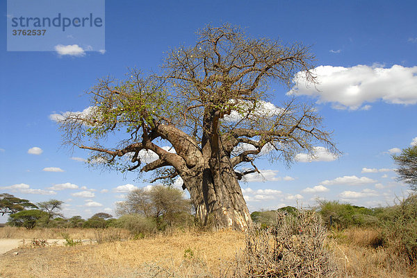 Afrikanischer Affenbrotbaum (Adansonia digitata) in der Savanne Tarangire Nationalpark Tansania