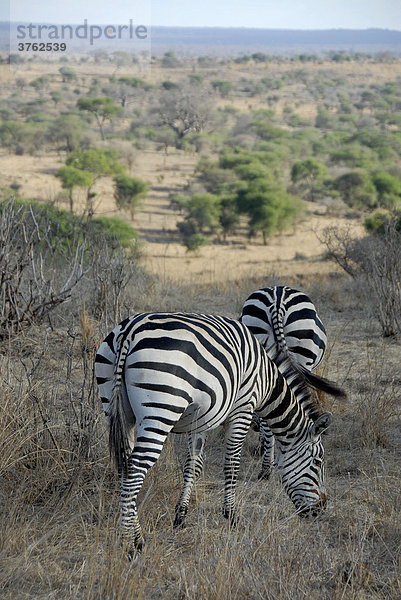 Zwei Steppenzebras (Equus quagga) in der Savanne Tarangire Nationalpark Tansania