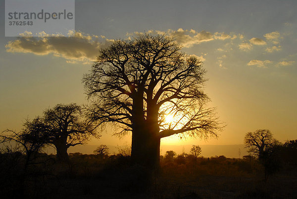 Afrikanischer Affenbrotbaum (Adansonia digitata) in der Savanne zum Sonnenuntergang Tarangire Nationalpark Tansania
