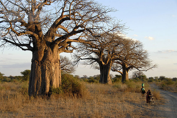 Afrikanische Affenbrotbäume (Adansonia digitata) in der Savanne mit Einheimischen beim Tarangire Nationalpark Tansania