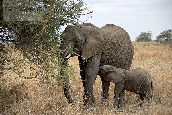 Afrikanischer Elefant (Loxodonta africana) und Junges fressen Akazien in der Savanne Tarangire Nationalpark Tansania
