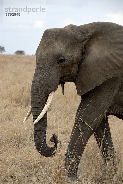 Afrikanischer Elefant (Loxodonta africana) in der Savanne Tarangire Nationalpark Tansania