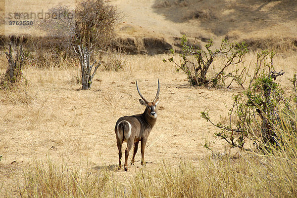 Ellipsen-Wasserbock (Kobus ellipsiprymnus) in der Savanne Tarangire Nationalpark Tansania