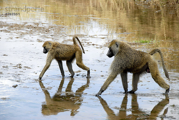 Zwei Anubispaviane (Papio anubis) waten durchs flache Wasser Tarangire Nationalpark Tansania