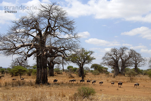Herde Streifengnus (Connochaetes taurinus) zieht durch Savanne mit Afrikanischen Affenbrotbäumen (Adansonia digitata) Tarangire Nationalpark Tansania