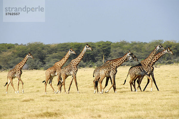 Viele Giraffen (Giraffa camelopardalis) galoppieren duch die Savanne Lake Manyara Nationalpark Tansania