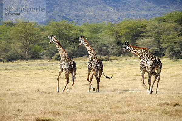 Drei Giraffen (Giraffa camelopardalis) galoppieren duch die Savanne Lake Manyara Nationalpark Tansania
